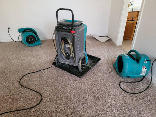 Best Basement water damage restoration  in Bruceton, TN