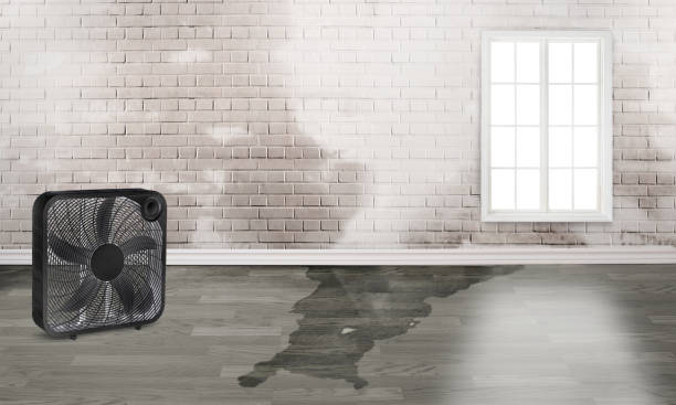 Best Water damage contractors near me  in Bruceton, TN
